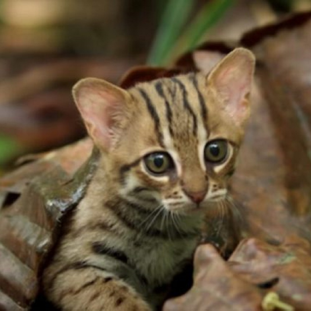 gatti rugginosi specie a rischio in natura