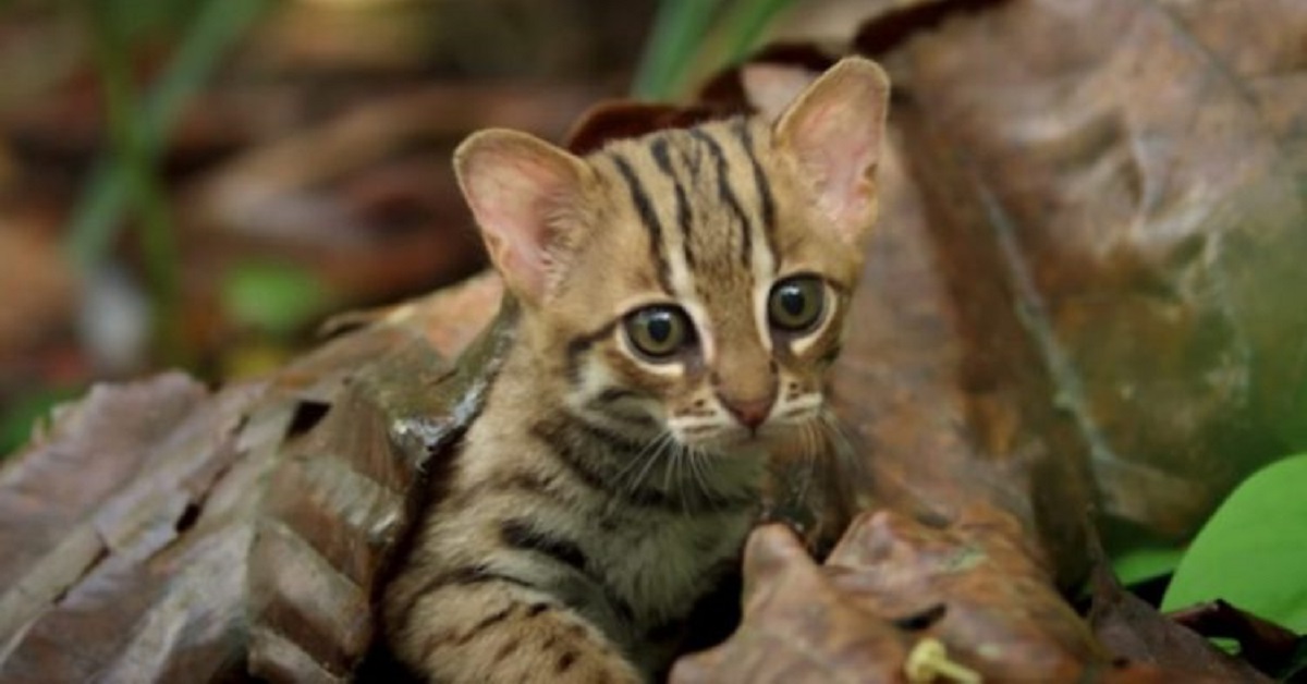 Gatti rugginosi, i più piccoli felini selvatici al mondo, nati in Cornovaglia (VIDEO)