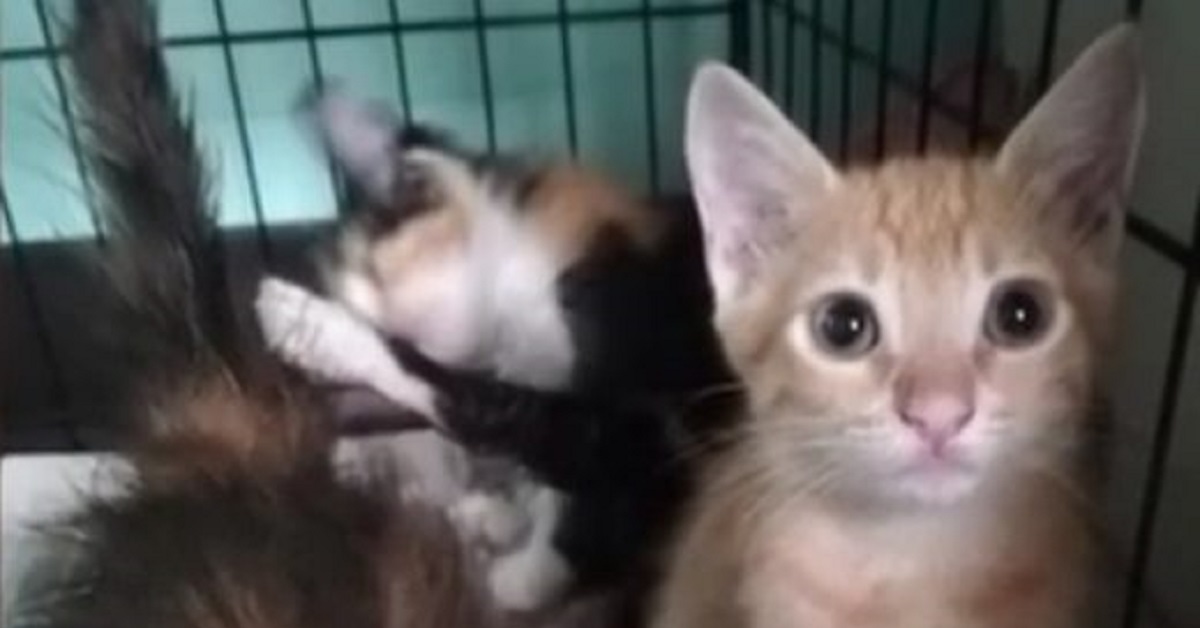 Gattini abbandonati in una scatola da una donna senza scrupoli (VIDEO)