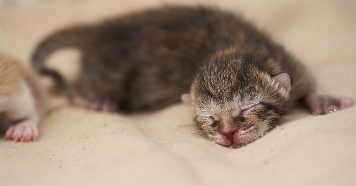 gatto che dorme