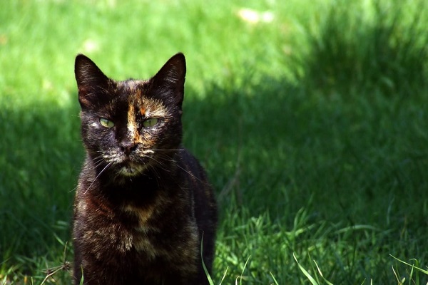 gattino tartarugato in giardino