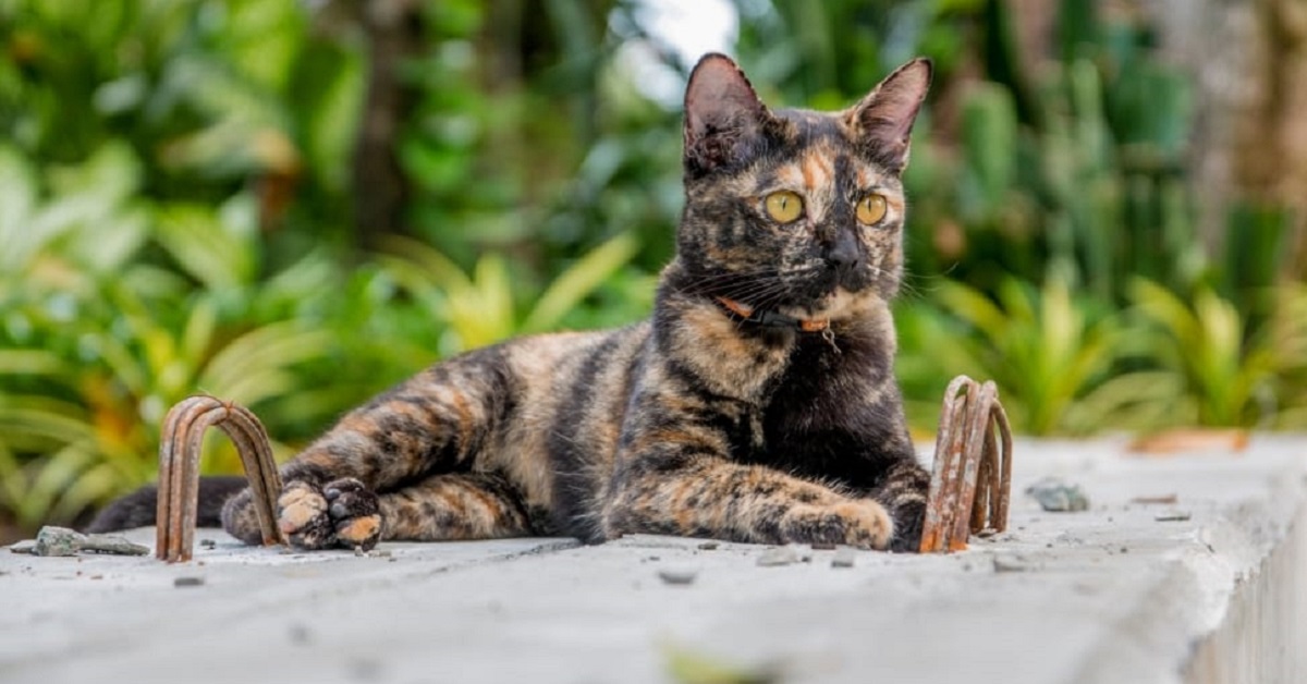 Gattini tartarugati, 20 foto per amarli alla follia