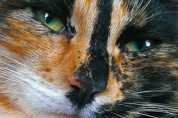 gattino calico