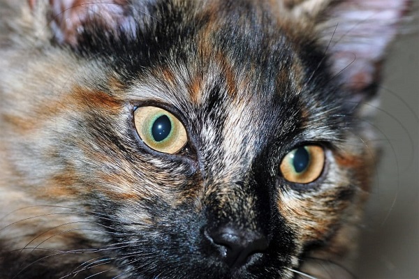 occhi color ambra gatta tartarugata