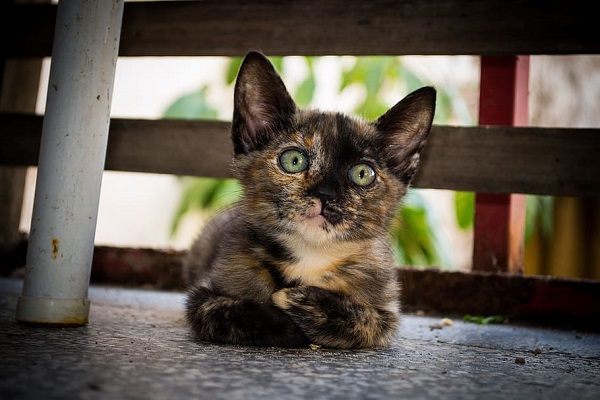 gattino tricolore curioso
