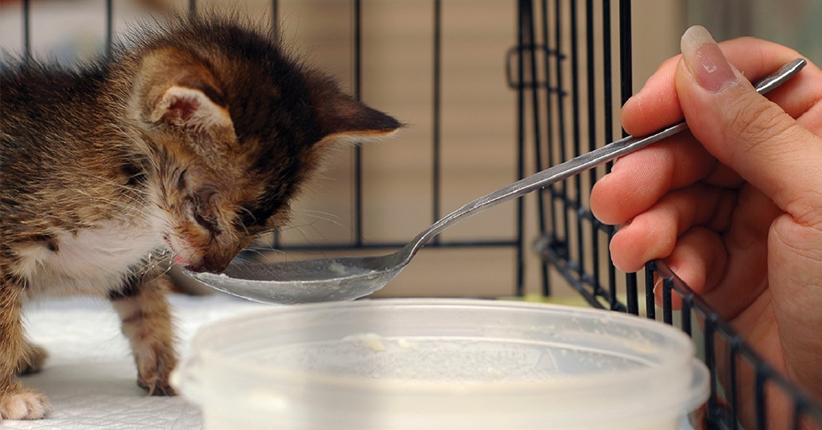 Gattino di 45 giorni, cosa può mangiare?