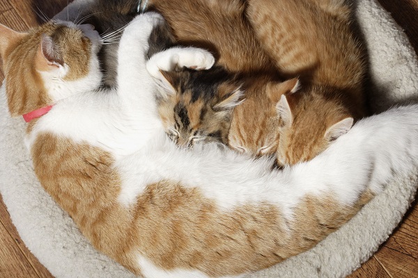 gatta bianca e rossa accoccolata con i suoi cuccioli