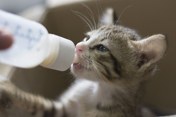 gattino beve latte da biberon