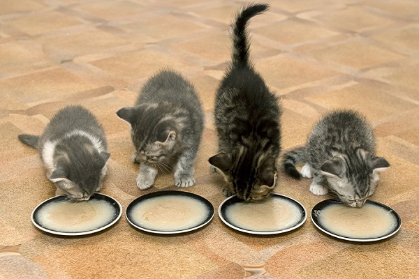 4 gattini mangiano da un piattino