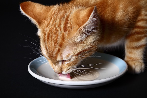 gattino lecca latte da un piatto