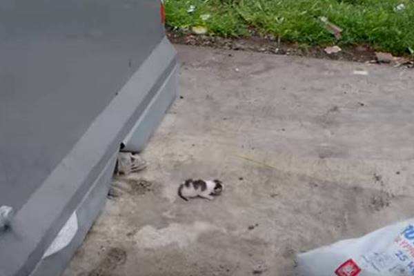 gattino abbandonato nella spazzatura
