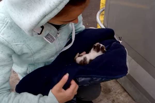 una ragazza raccoglie il gattino per strada