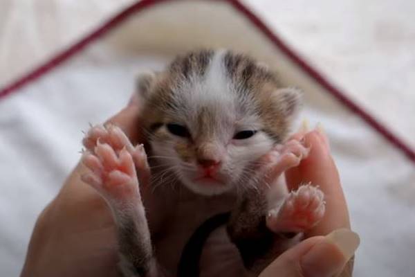 gattino tra le mani si sente al sicuro