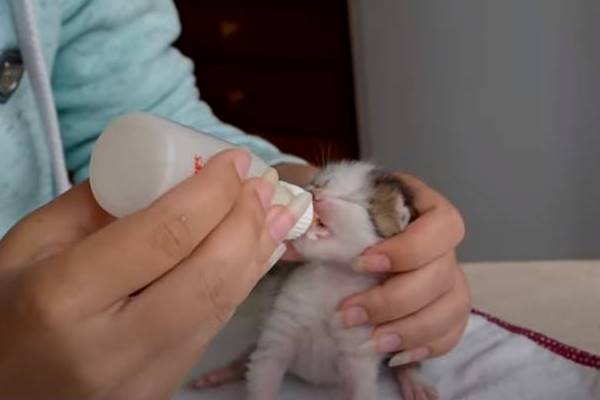 gattini e latte artificiale