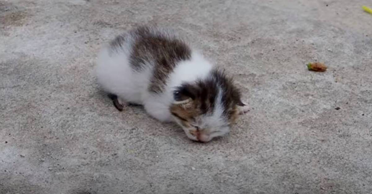 Gattino abbandonato vicino alla spazzatura rinasce grazie all’amore (VIDEO)