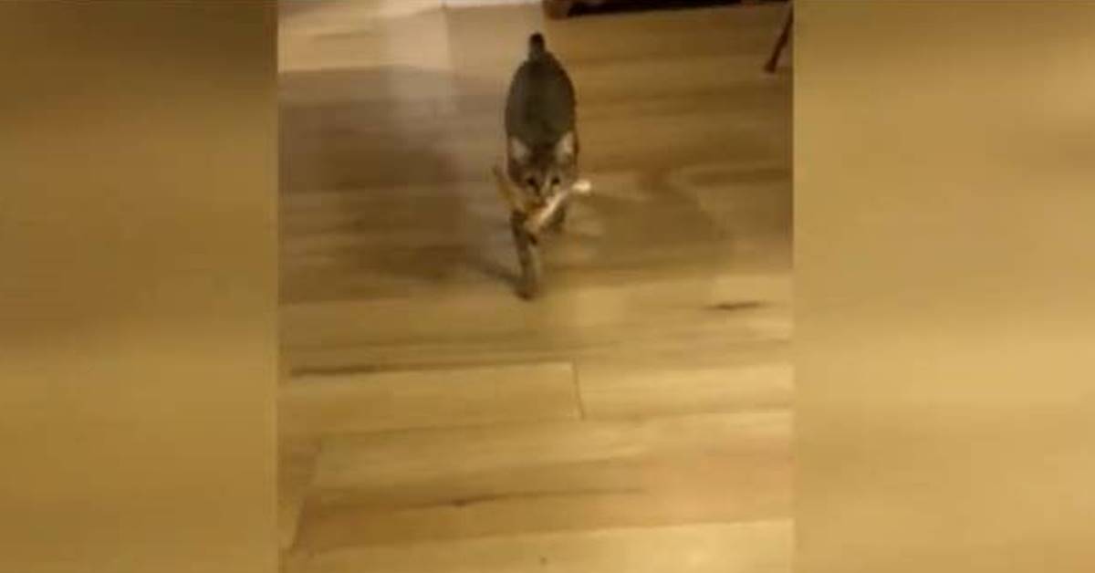 Gattino viene addestrato a giocare come se fosse un cagnolino (VIDEO)
