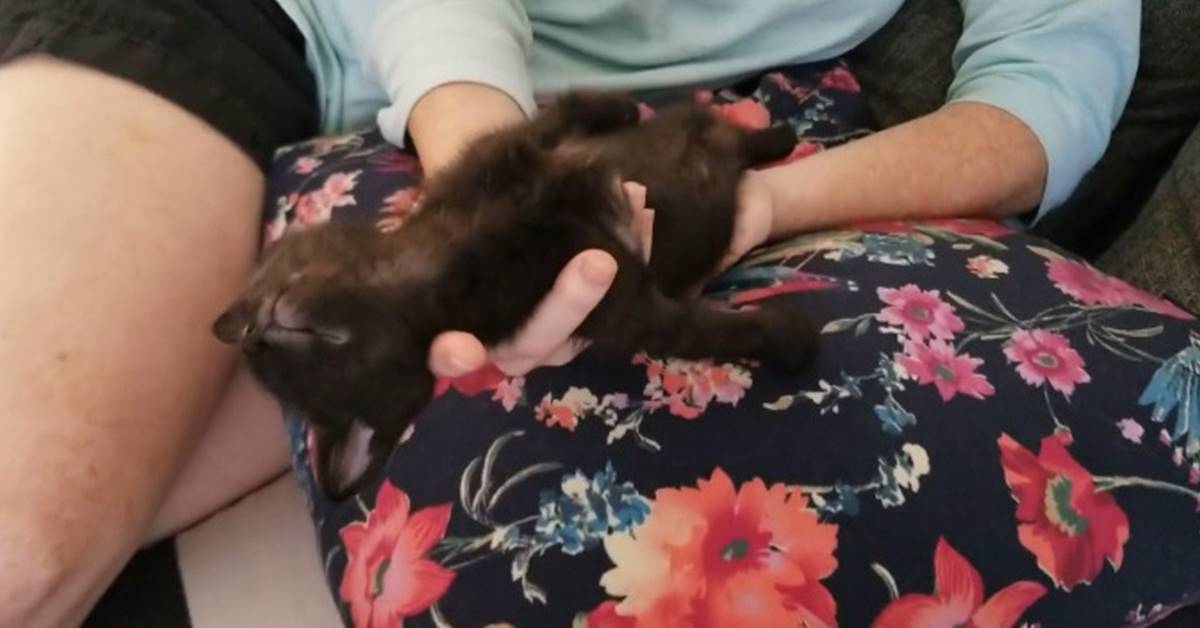 Gattino addormentato conquista il web: la sua dolcezza è incredibile (VIDEO)