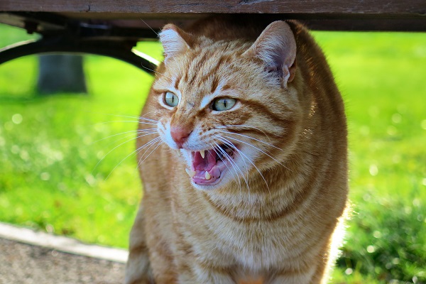 gatto in posizione di attacco