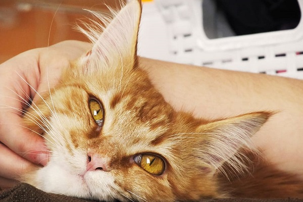 carezze al gatto
