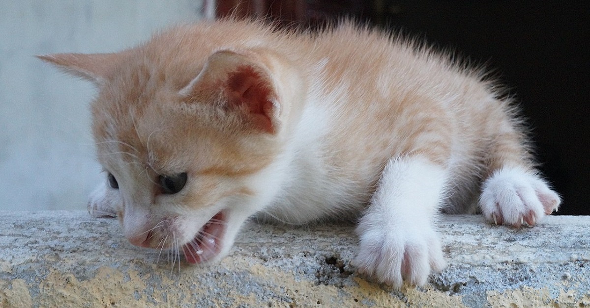 Gattino agitato, come gestirlo e come farlo stare più tranquillo