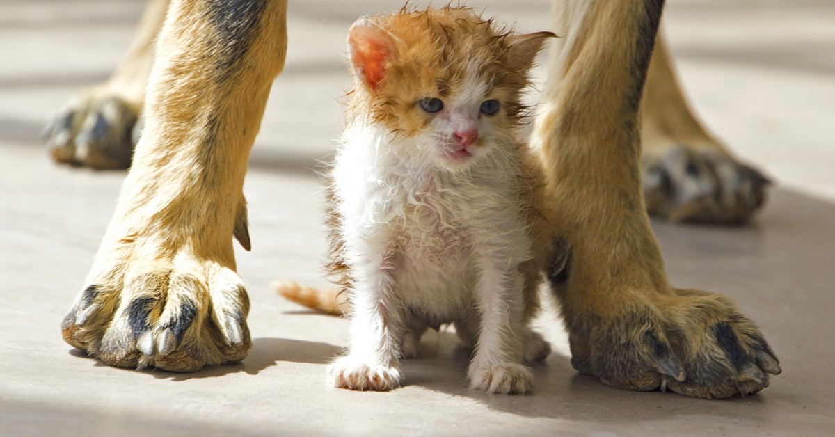 Gattino bagnato e infreddolito, tutti i modi per prendersene cura