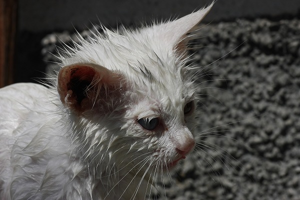 gatto bagnato per strada