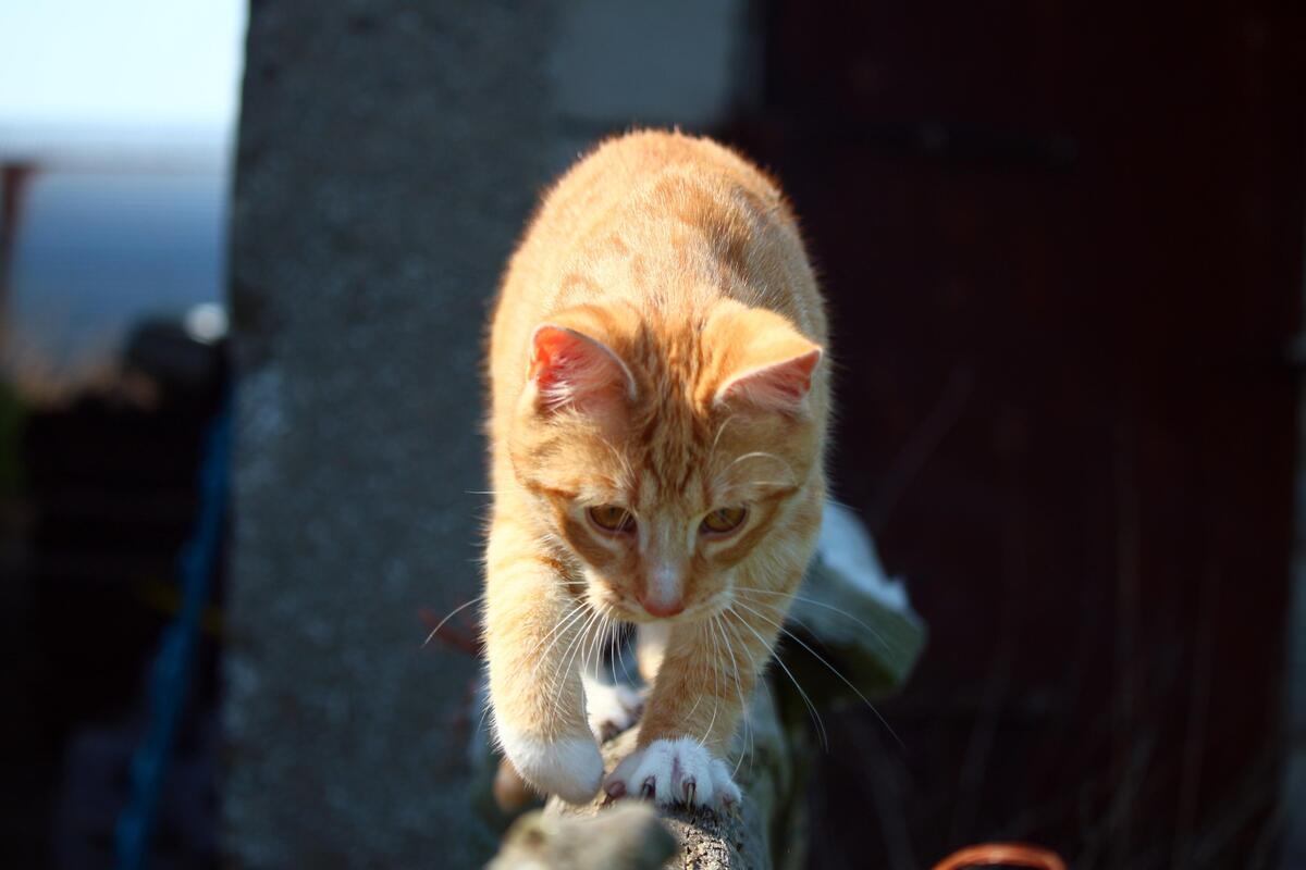 gattino su tronco d'albero