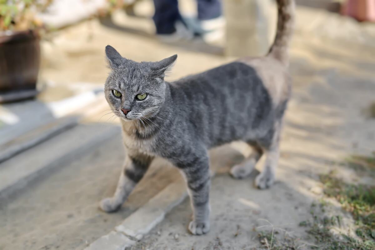 gattino in piedi