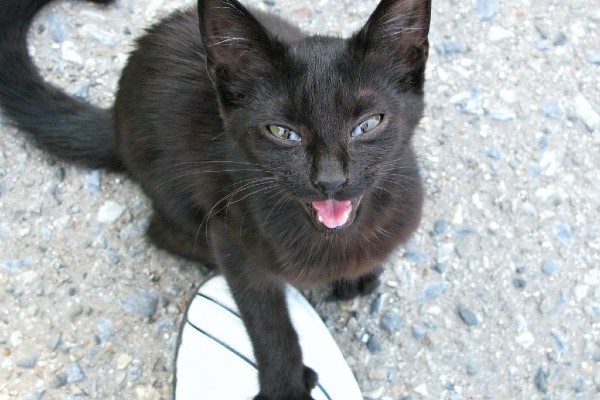 gatto nero 