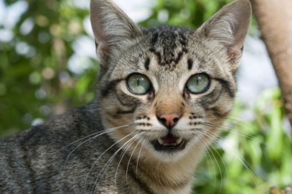 gatto che guarda