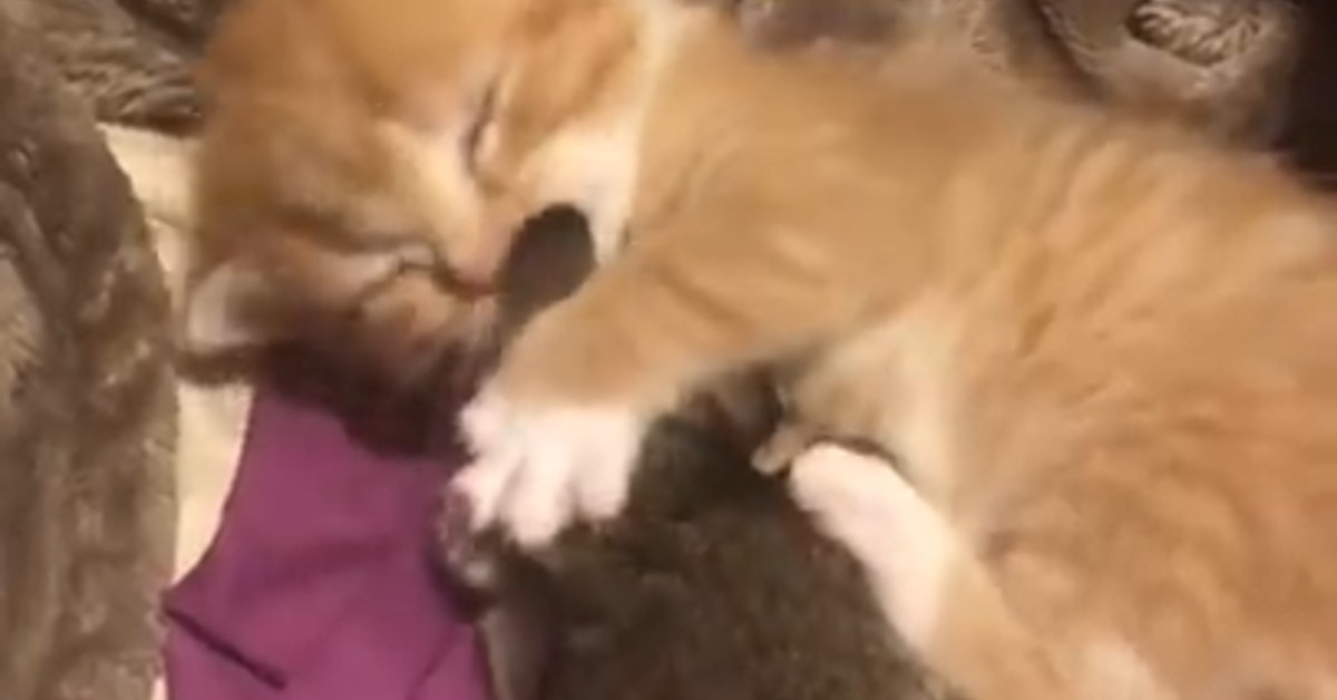 Gattino coccola il suo amico coniglio: il loro legame è unico (VIDEO)