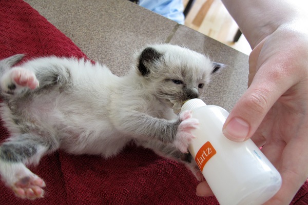 gattino beve il latte artificiale