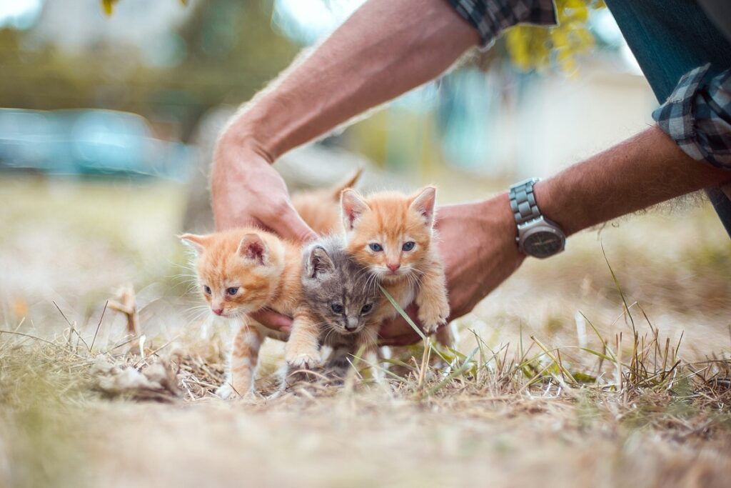 cuccioli di gatto in campagna