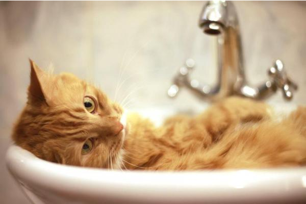 gatto sul lavello