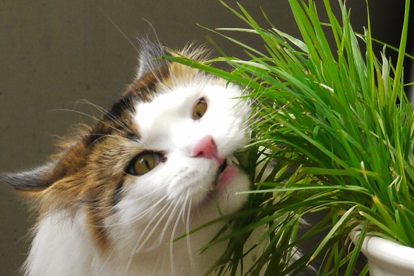 gattino mangia pianta