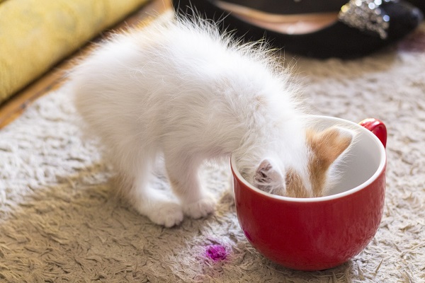 gattino con la testa dentro tazza del latte