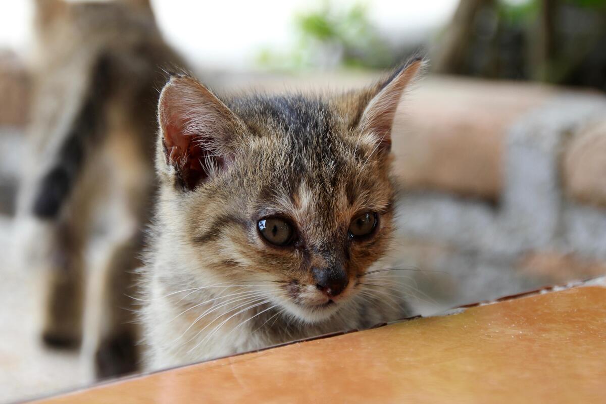 gattino curioso