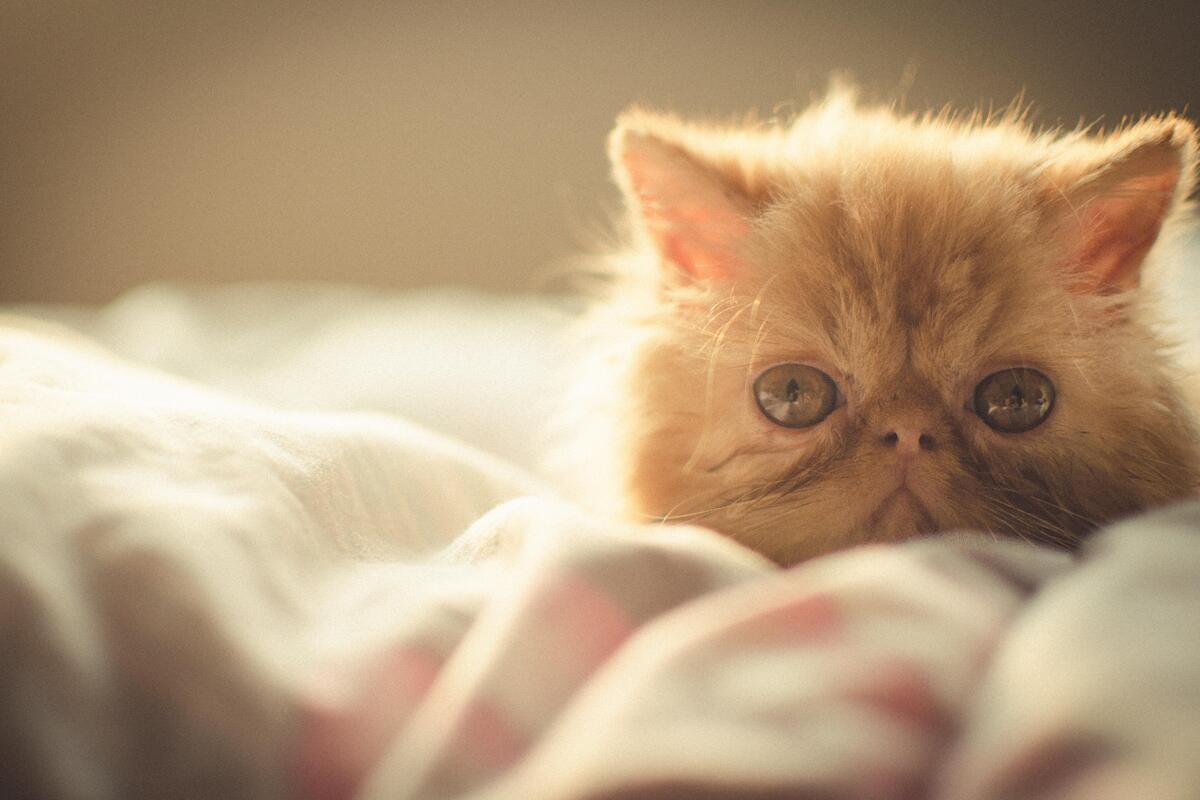 gattino tra le coperte