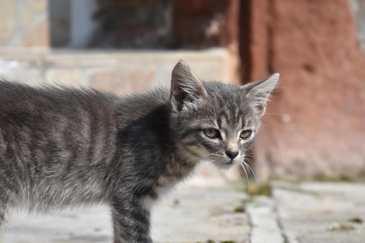 gattino che guarda fisso un punto