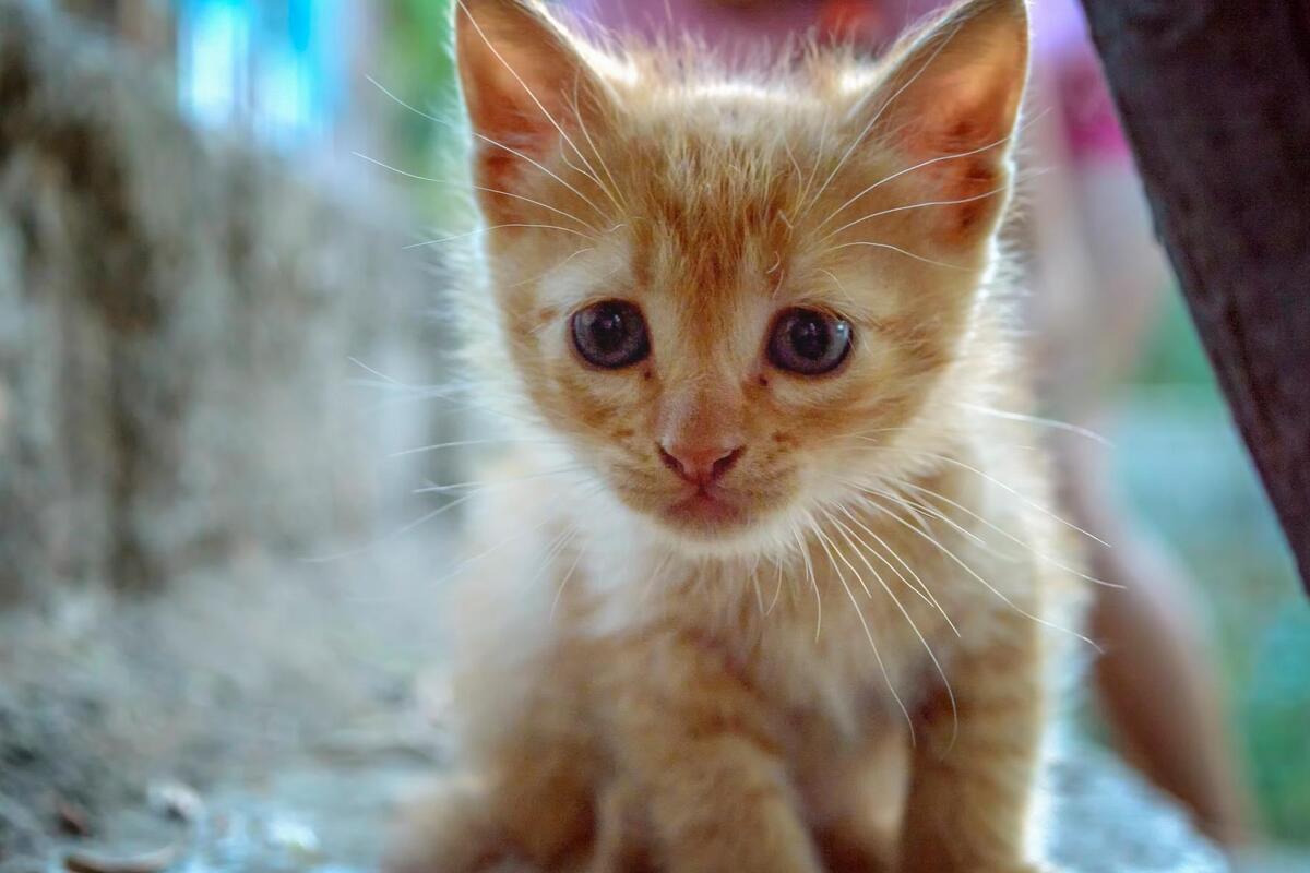 gattino arancione che guarda