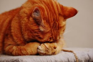 Gattino piccolo non mangia: cause e possibili soluzioni