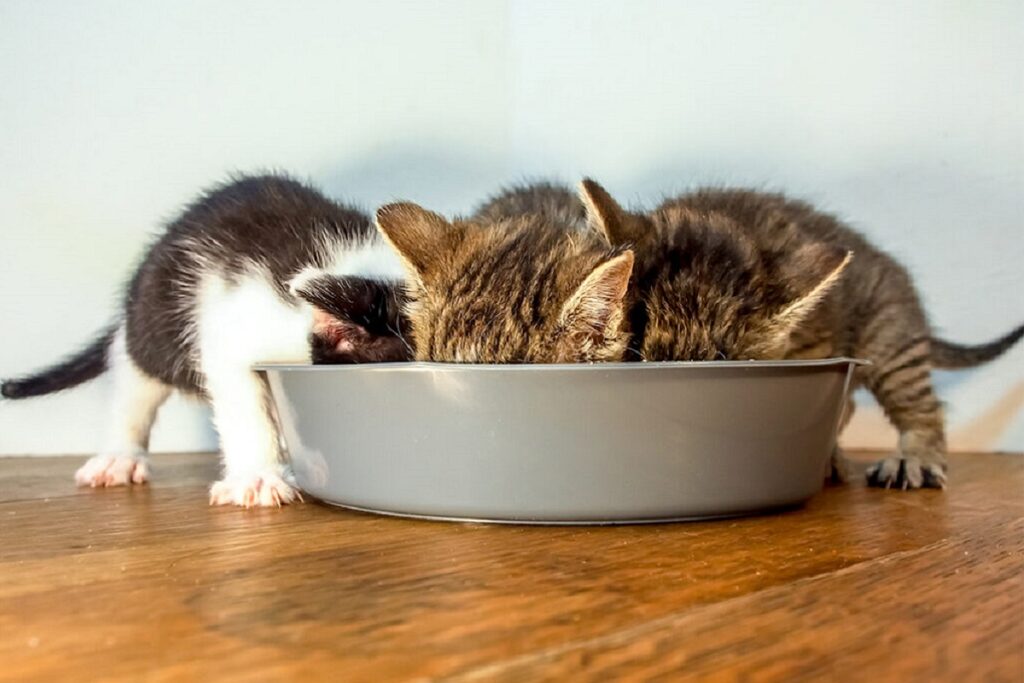 gattini mangiano dalla stessa ciotola