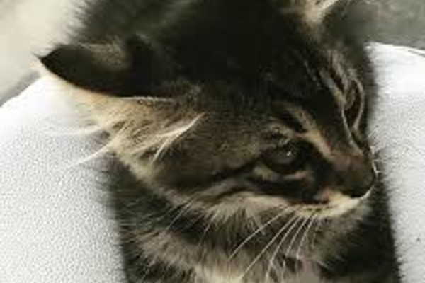 gatto piccolo