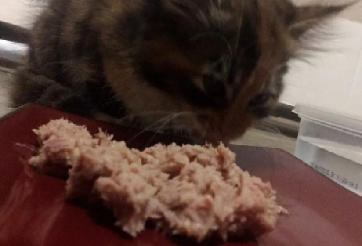 tuna gatto scatola tonno