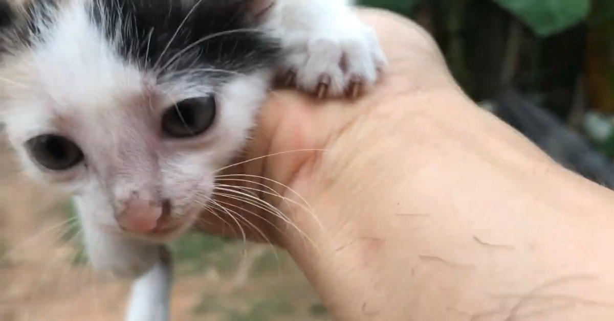 Gattino si mette nei guai, ma il salvataggio è meraviglioso (VIDEO)