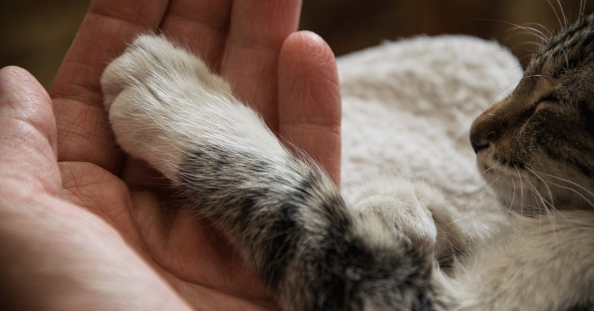 Gattino con le zampe storte: possibili cause e come aiutarlo