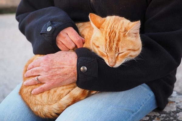 gatto durante le coccole