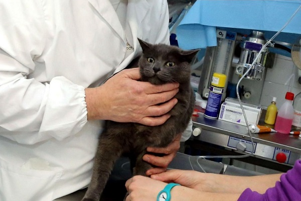 visita veterinaria a gatto