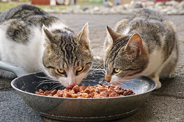 gatti adulti quanto cibo mangiano