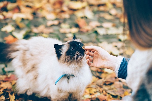 gatto adulto mangia cibo